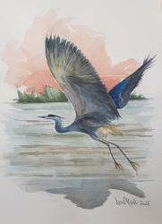 Airone cinerino - acquerello - cm. 28x40 h.