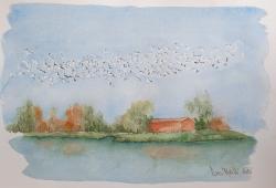 Fenicotteri in volo - acquerello - cm. 40x28 h.