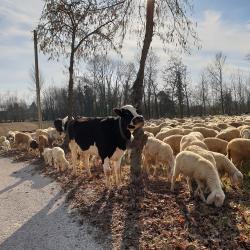 Il pascolo fuori di casa
