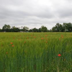 Papaveri