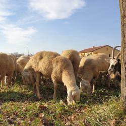 Pecore a capre al pascolo