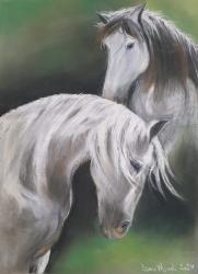 Andaluso-e-Lusitano 