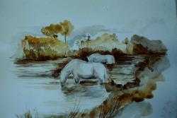 Camargue - acquerello - cm. 30x20 h.